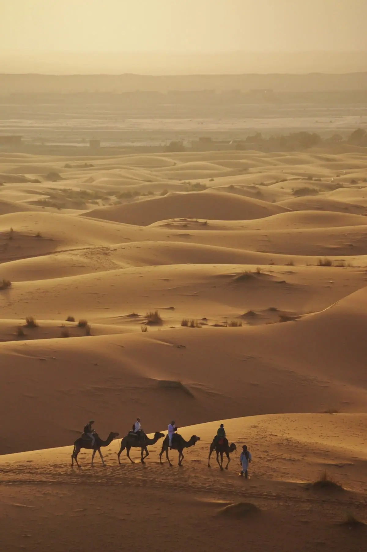 Full Day Camel Safari