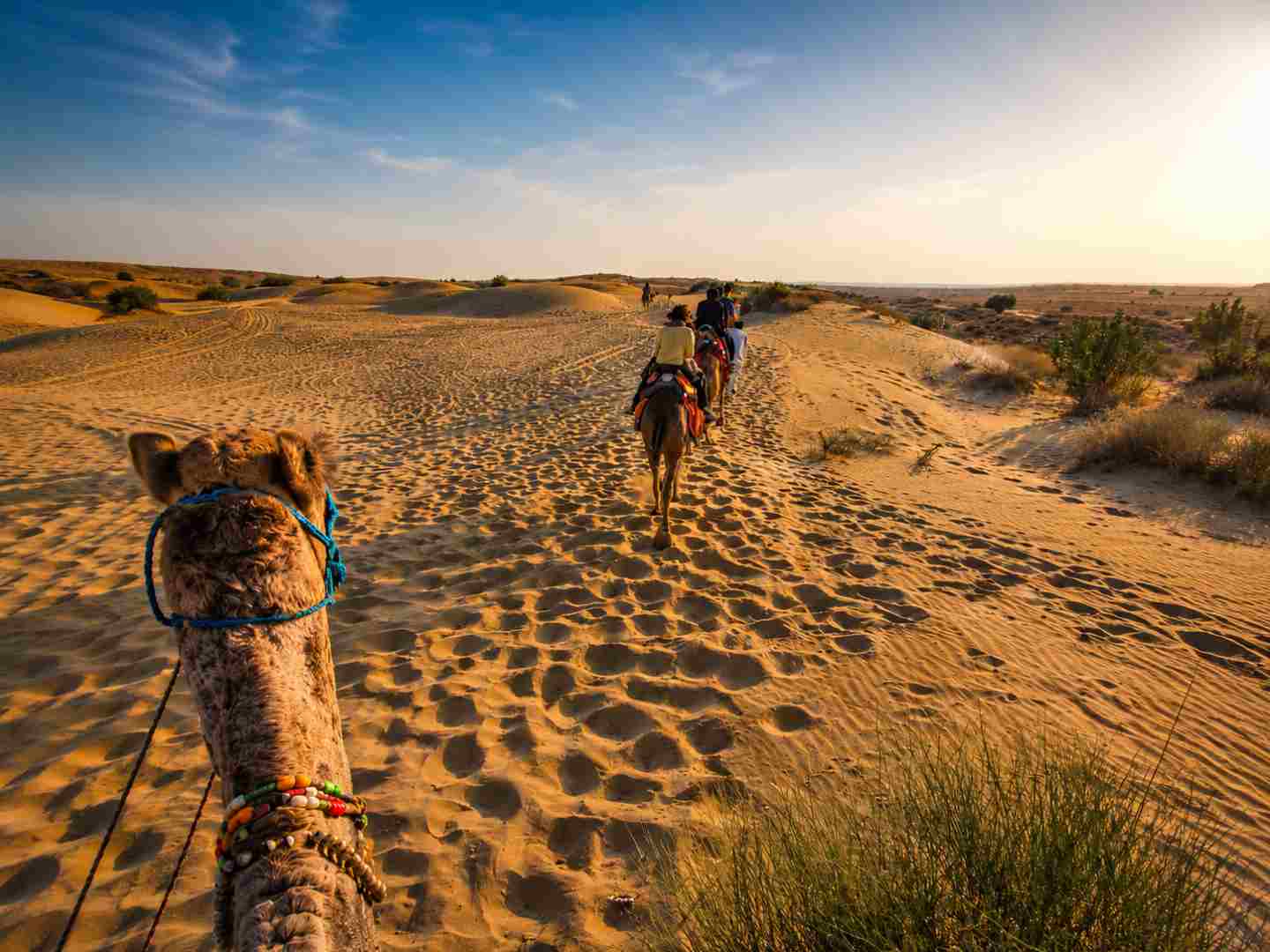 Camel Safari